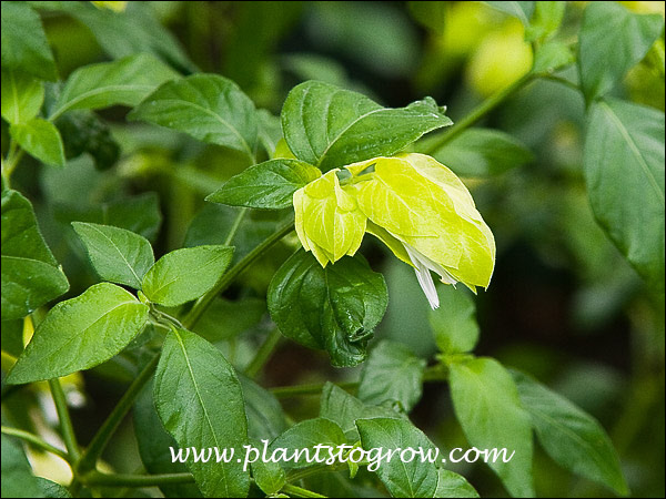 The yellow structures are modified leaves called bracts and the thin white structure hanging out of the bracts is the actual flower.